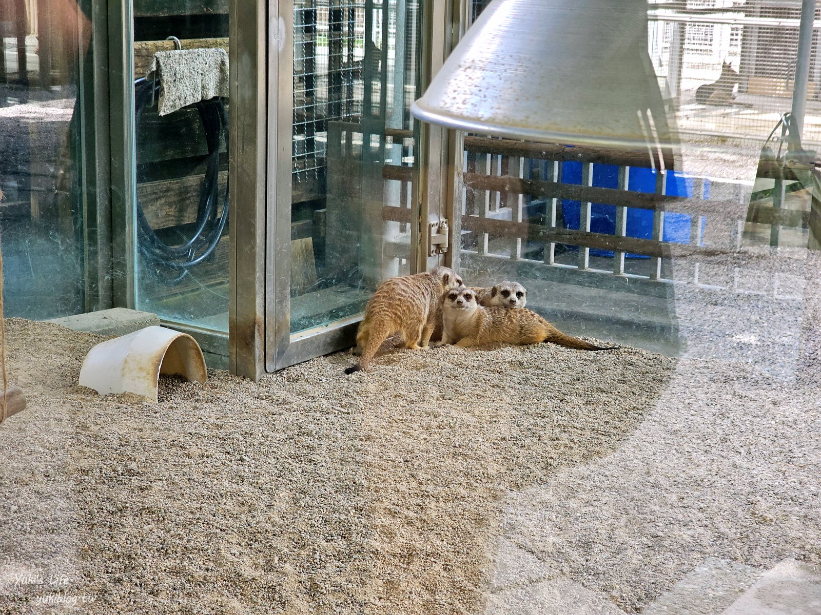 宜蘭親子景點【水岸-森林物語可愛動物園區】摸水豚抱笑笑羊好療癒！多達20種可愛動物~ - yuki.tw