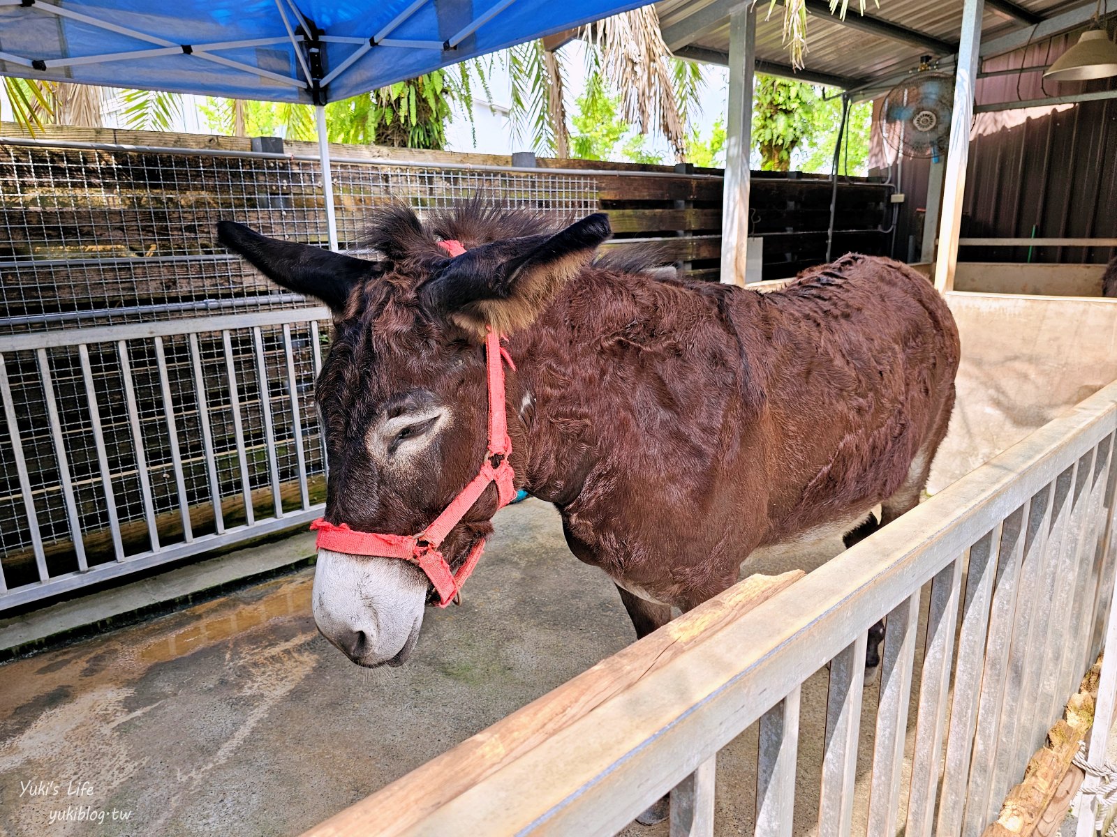 宜蘭親子景點【水岸-森林物語可愛動物園區】摸水豚抱笑笑羊好療癒！多達20種可愛動物~ - yuki.tw