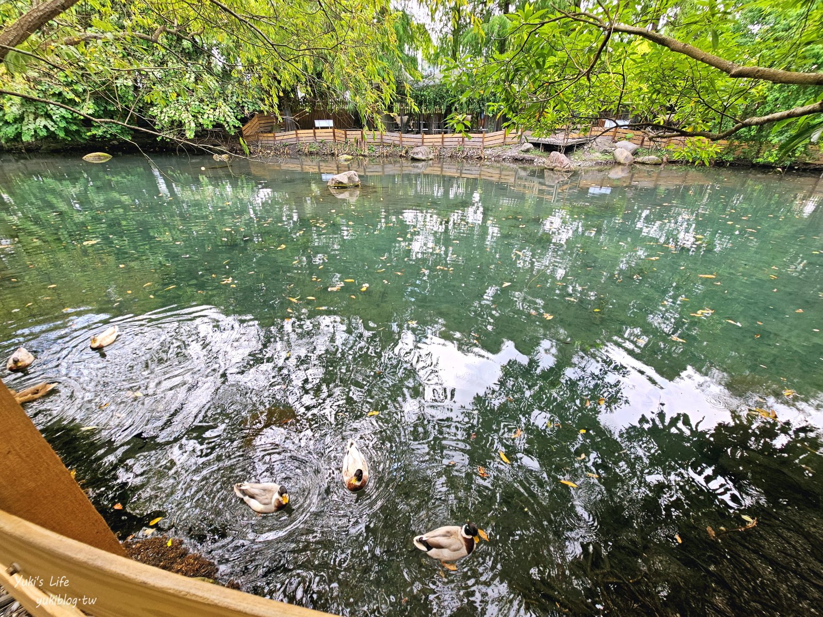 宜蘭親子景點【水岸-森林物語可愛動物園區】摸水豚抱笑笑羊好療癒！多達20種可愛動物~ - yuki.tw