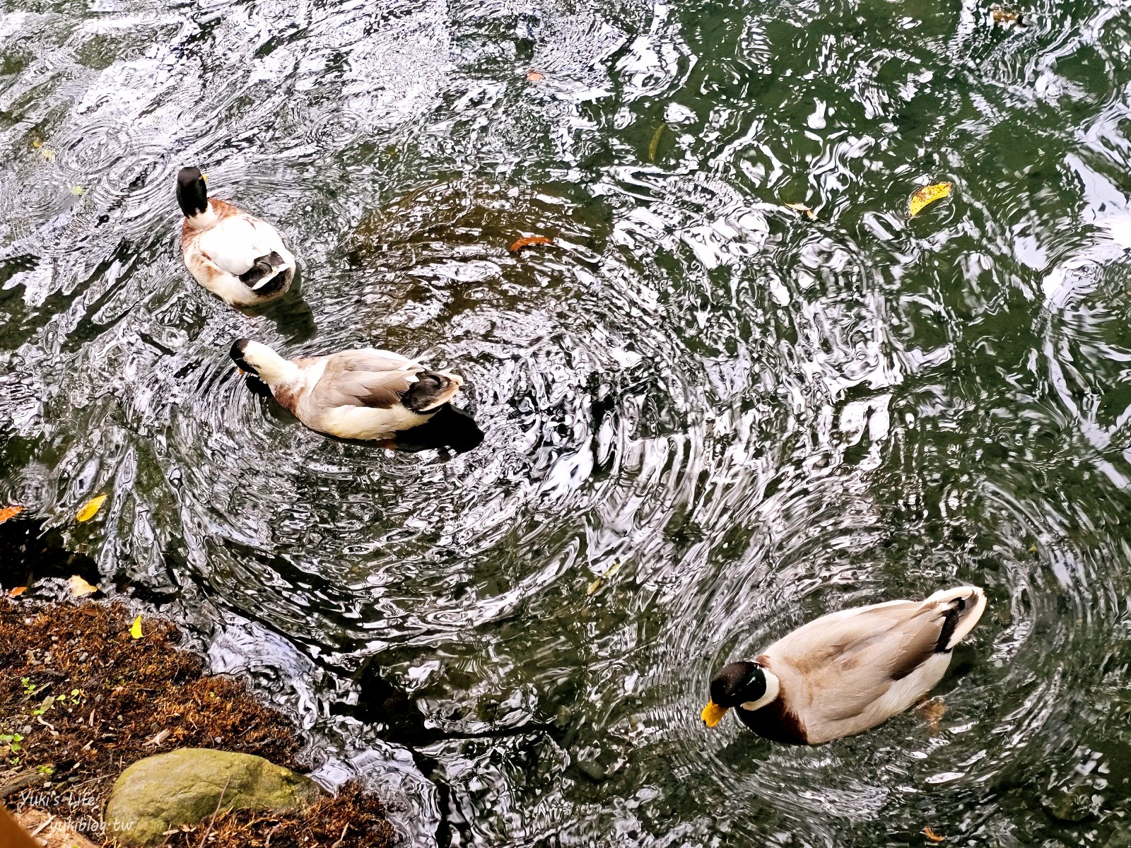 宜蘭親子景點【水岸-森林物語可愛動物園區】摸水豚抱笑笑羊好療癒！多達20種可愛動物~ - yuki.tw