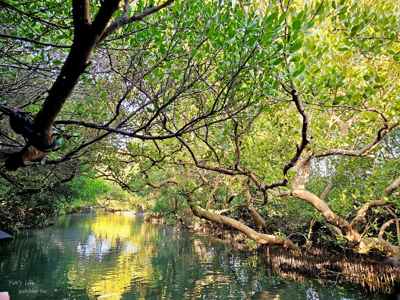 20250205175935_0_ff09dc 台南必玩：四草綠色隧道，竹筏觀光船門票，平假日船班時間