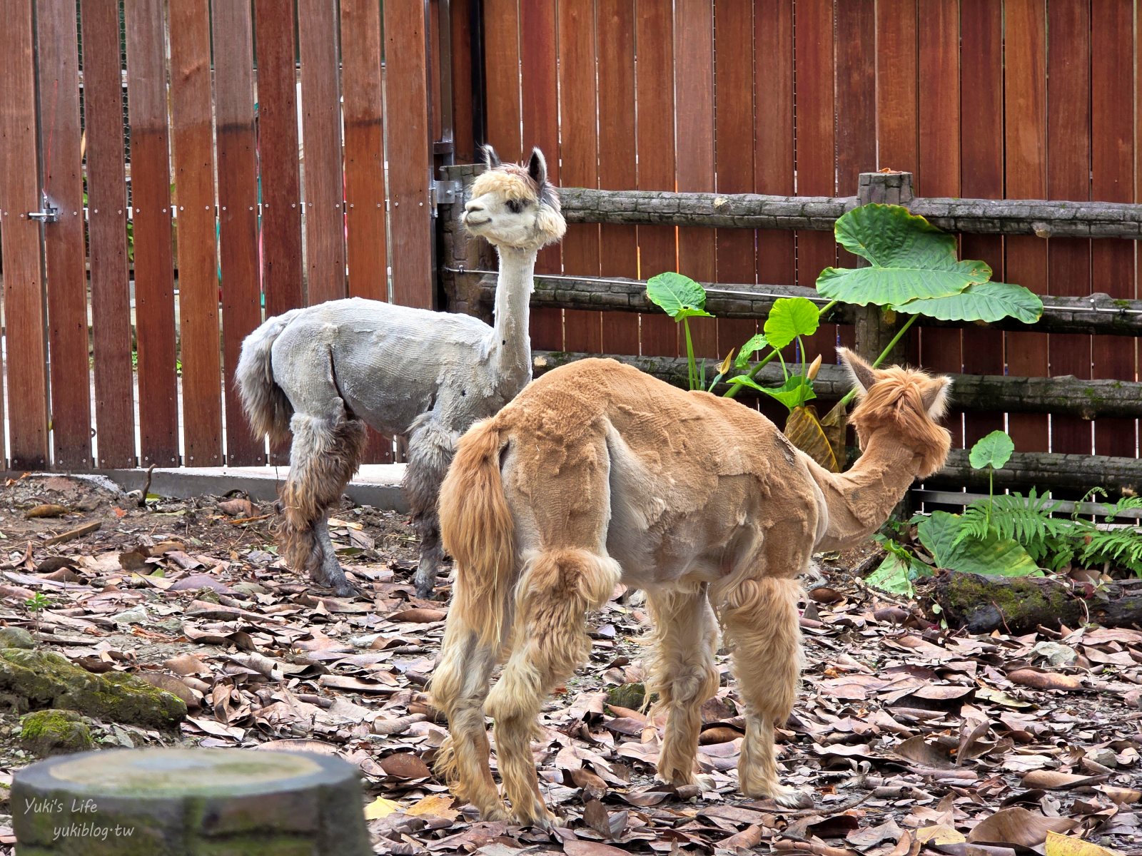 20250606133603_0_fb2870 木柵動物園┃親子一日遊┃必看展區TOP８！門票交通美食指南