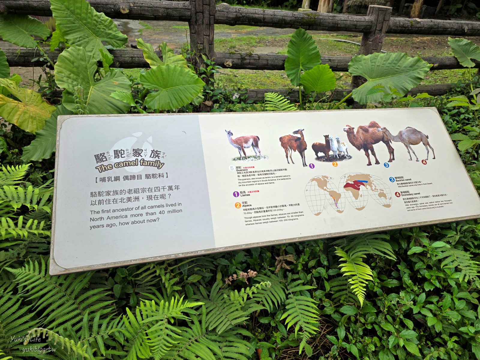 20250606133605_0_16e26c 木柵動物園┃親子一日遊┃必看展區TOP８！門票交通美食指南