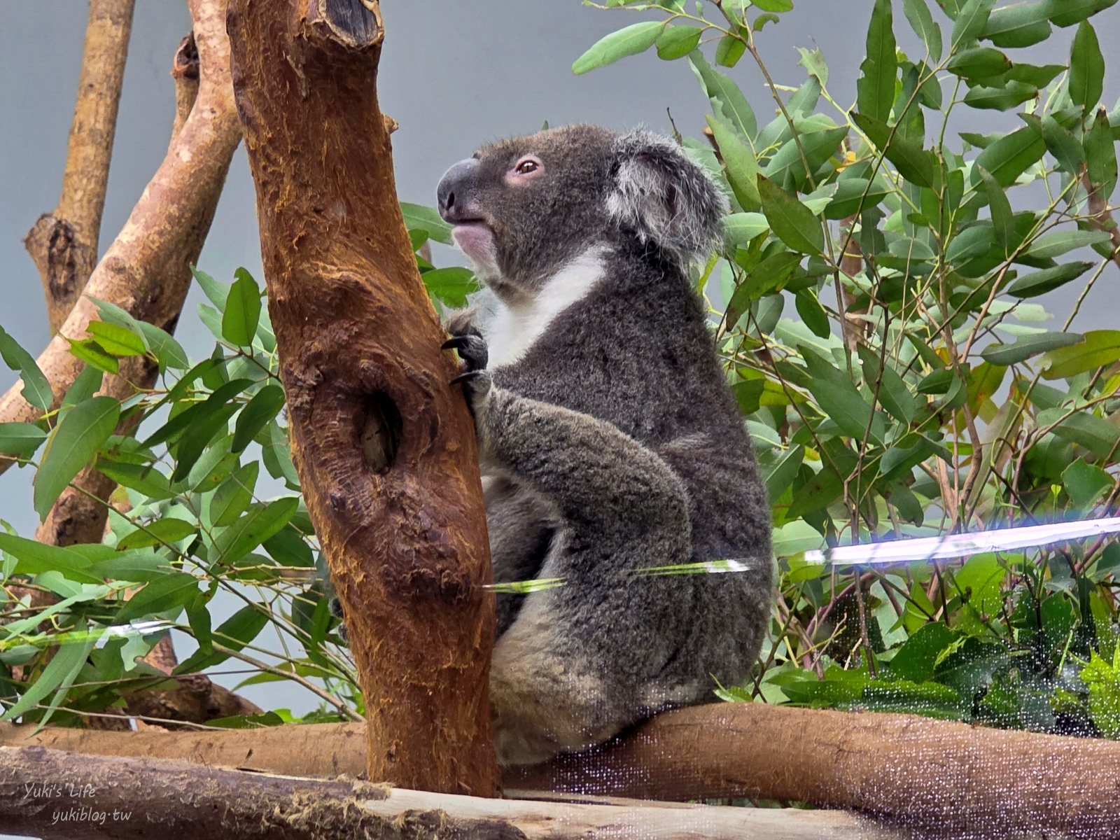 20250606133614_0_b0cd71 木柵動物園┃親子一日遊┃必看展區TOP８！門票交通美食指南