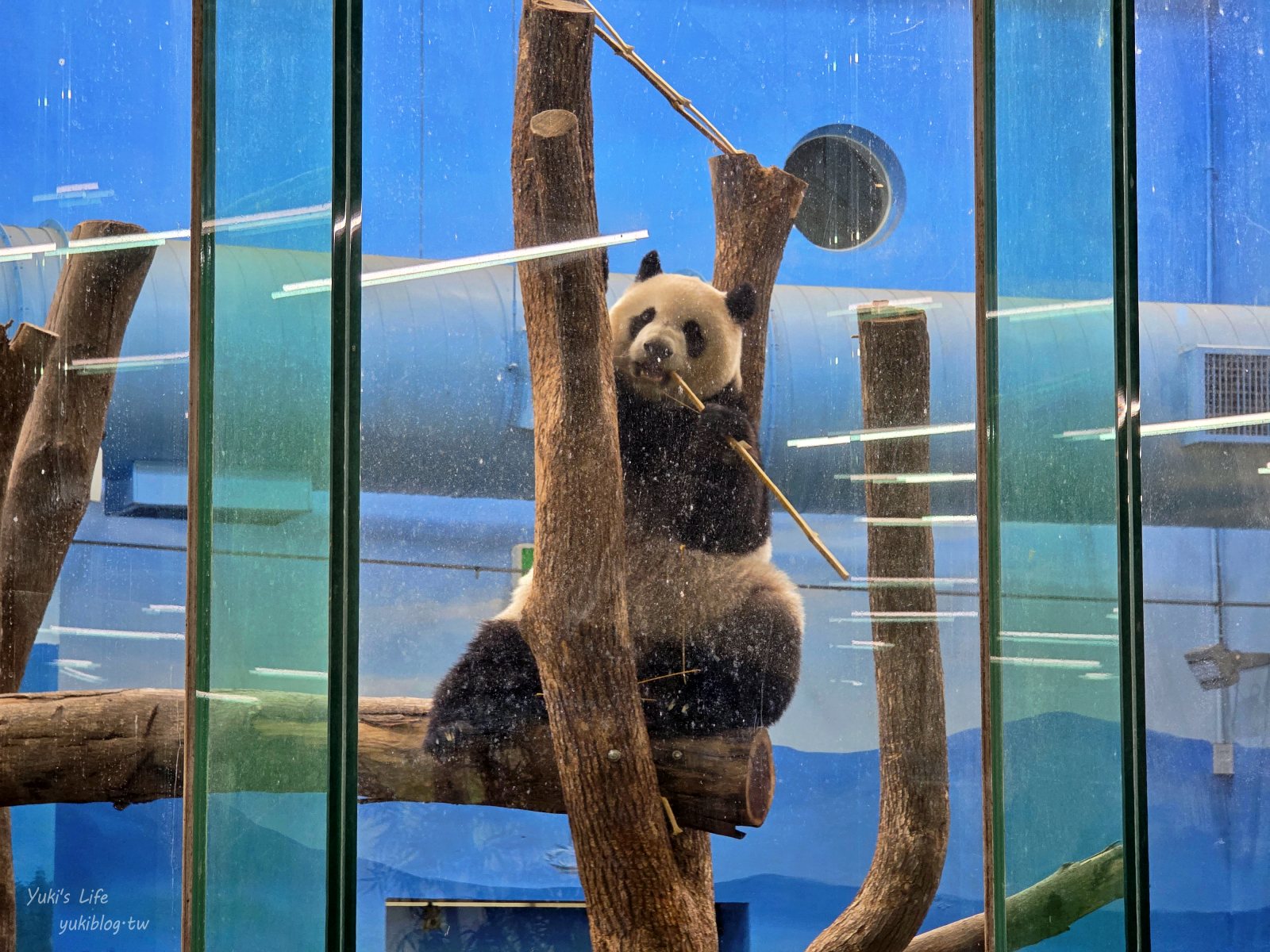 20250606133618_0_1301c3 木柵動物園┃親子一日遊┃必看展區TOP８！門票交通美食指南