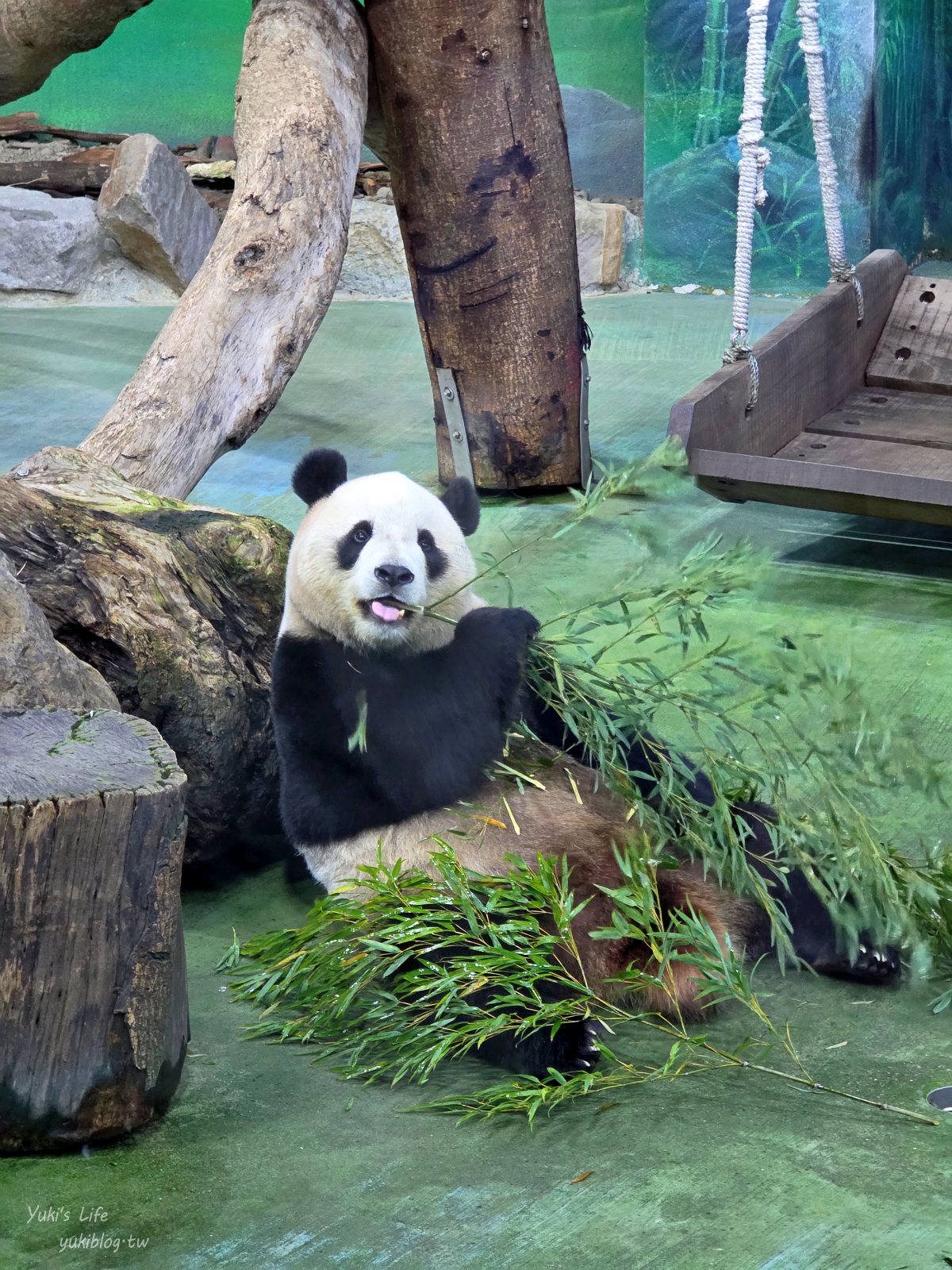20250606133619_0_aa4a30 木柵動物園┃親子一日遊┃必看展區TOP８！門票交通美食指南