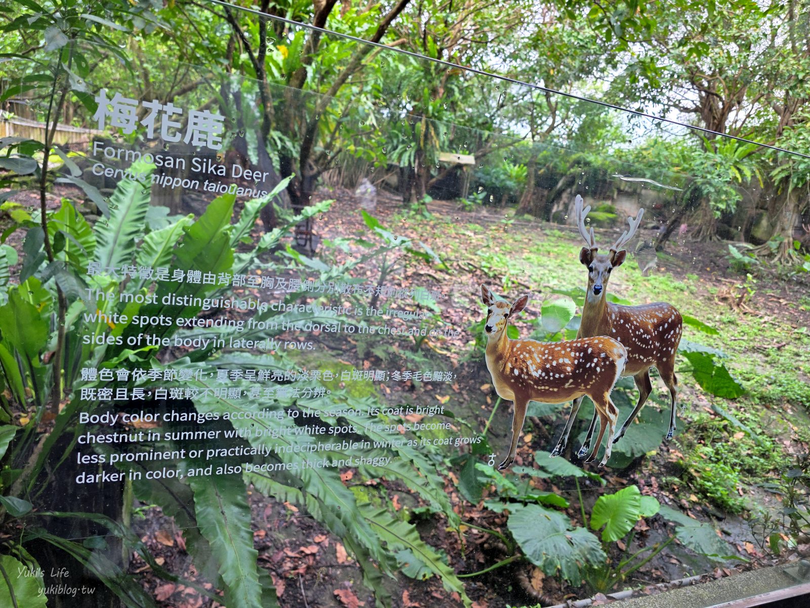 20250606133625_0_f87322 木柵動物園┃親子一日遊┃必看展區TOP８！門票交通美食指南