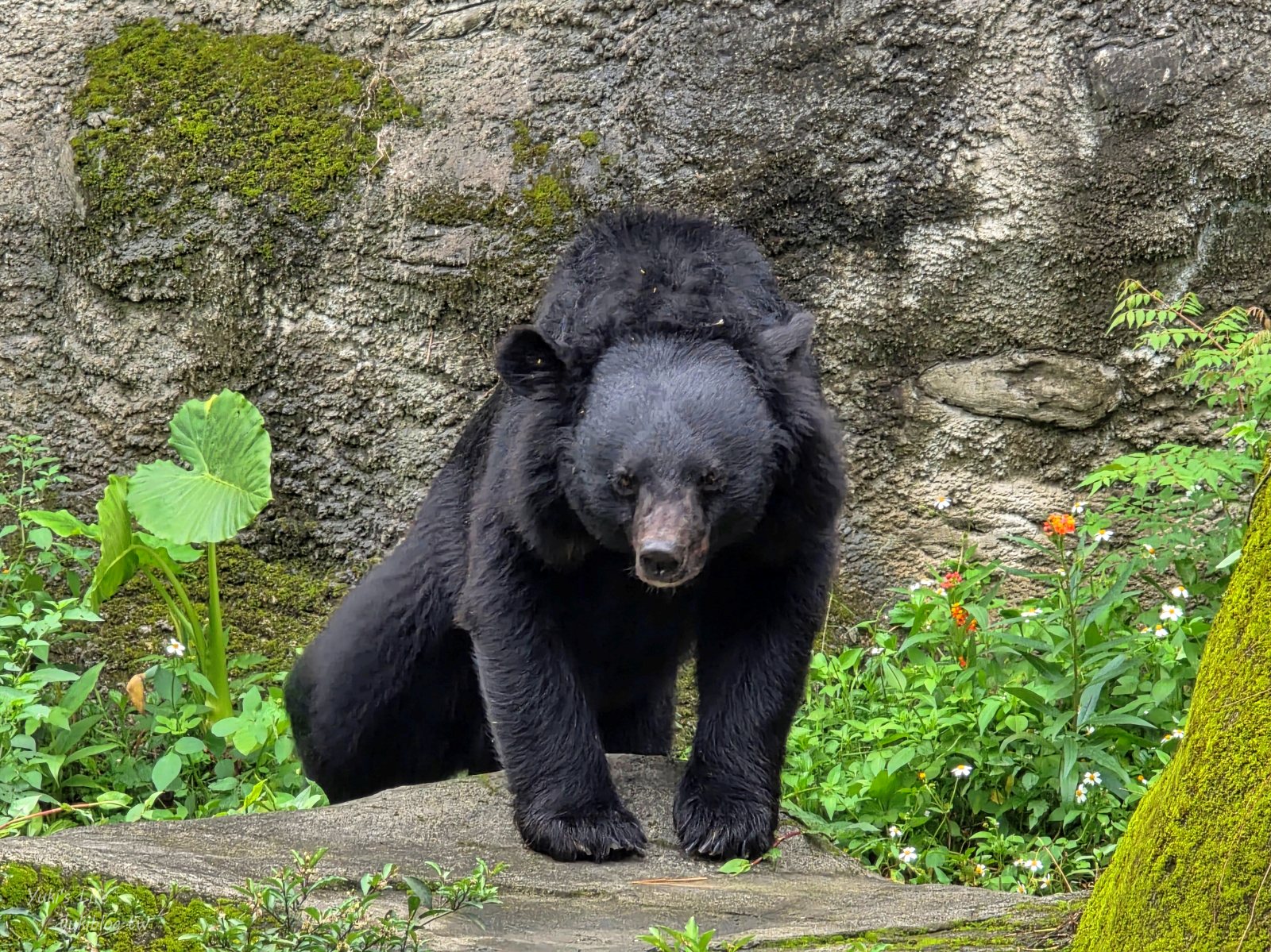 20250606133630_0_737a2b 木柵動物園┃親子一日遊┃必看展區TOP８！門票交通美食指南