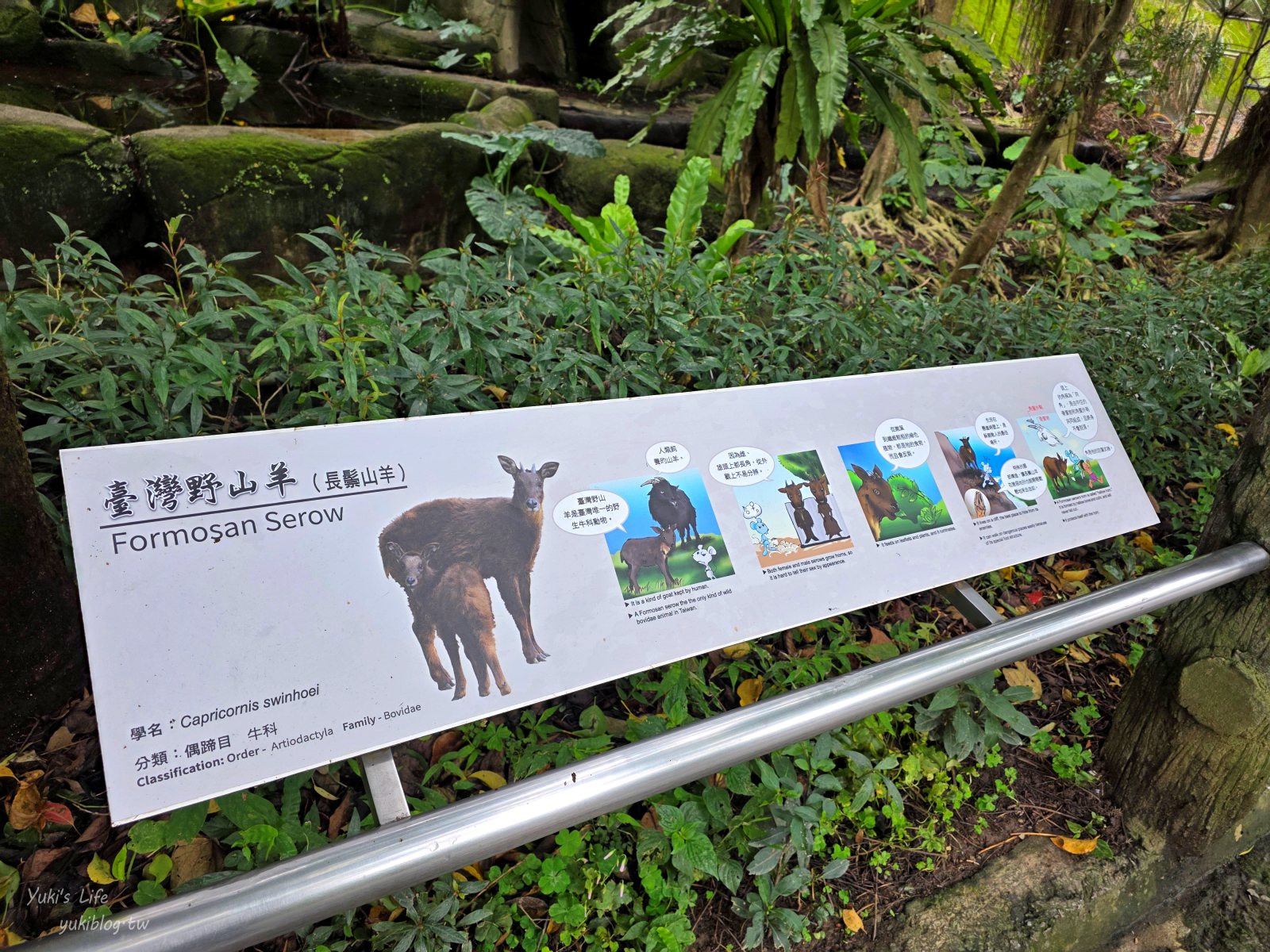 20250606133633_0_7f35b9 木柵動物園┃親子一日遊┃必看展區TOP８！門票交通美食指南