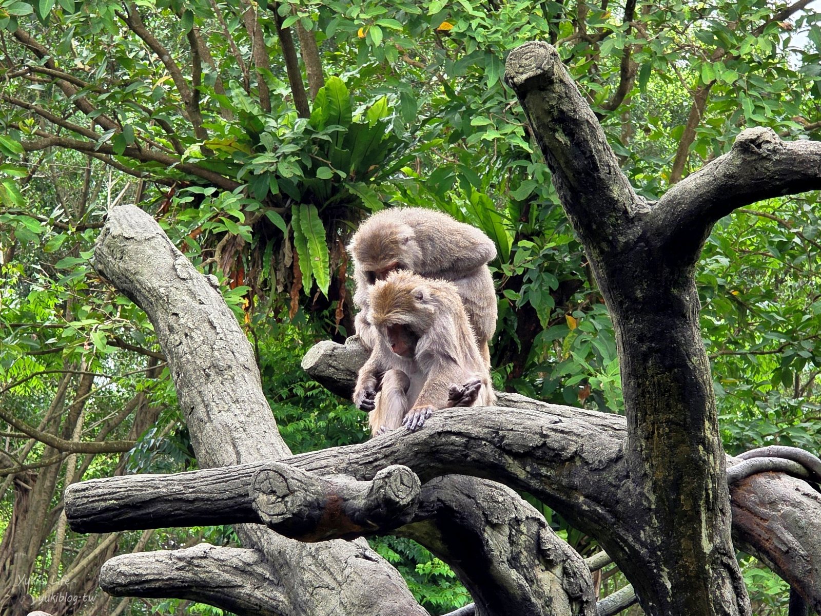 20250606133634_0_389f3a 木柵動物園┃親子一日遊┃必看展區TOP８！門票交通美食指南