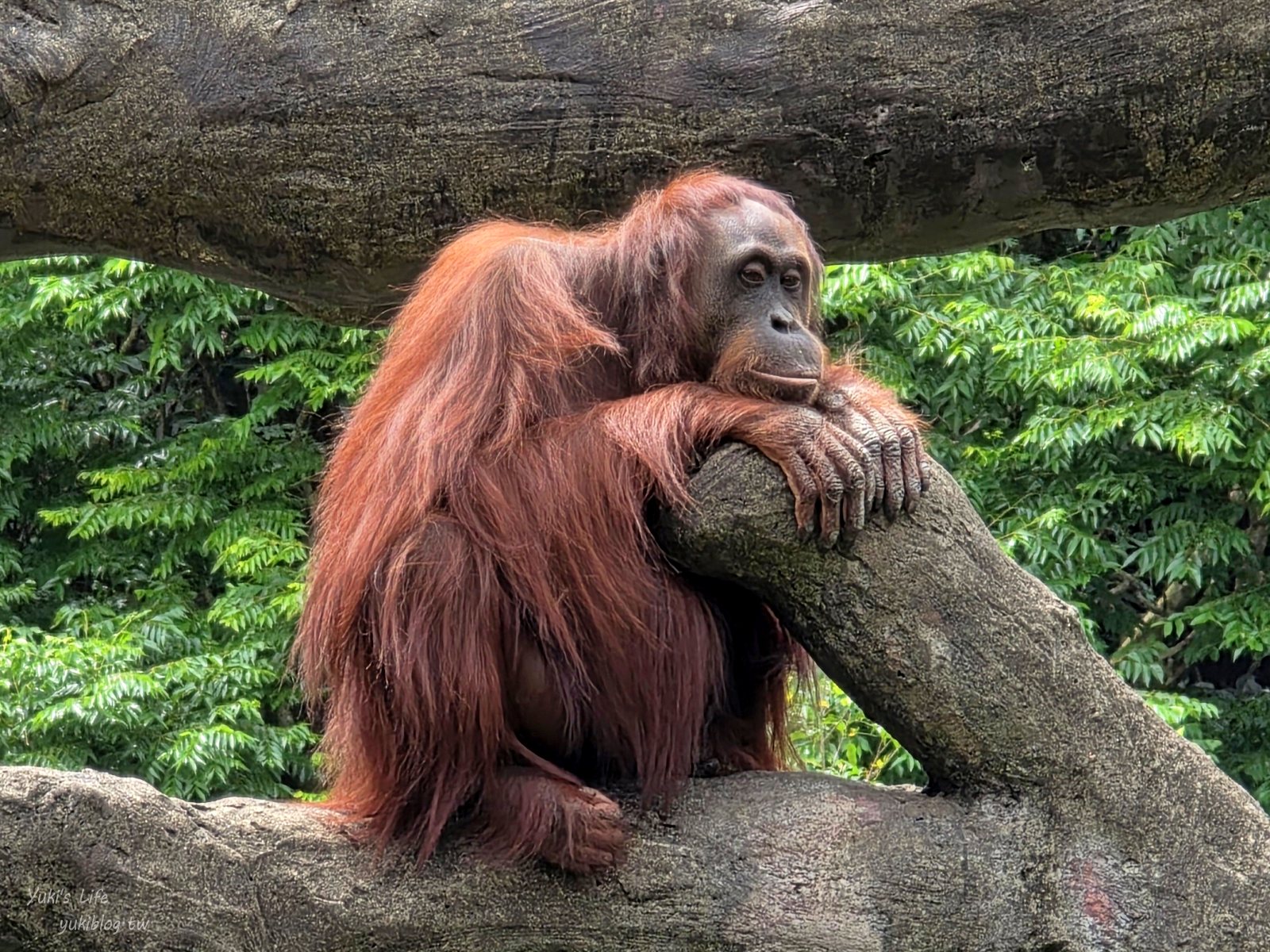 20250606133635_0_4a24e3 木柵動物園┃親子一日遊┃必看展區TOP８！門票交通美食指南