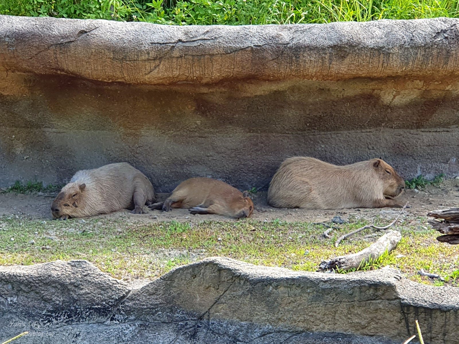 20250606133645_0_ffd9d1 木柵動物園┃親子一日遊┃必看展區TOP８！門票交通美食指南