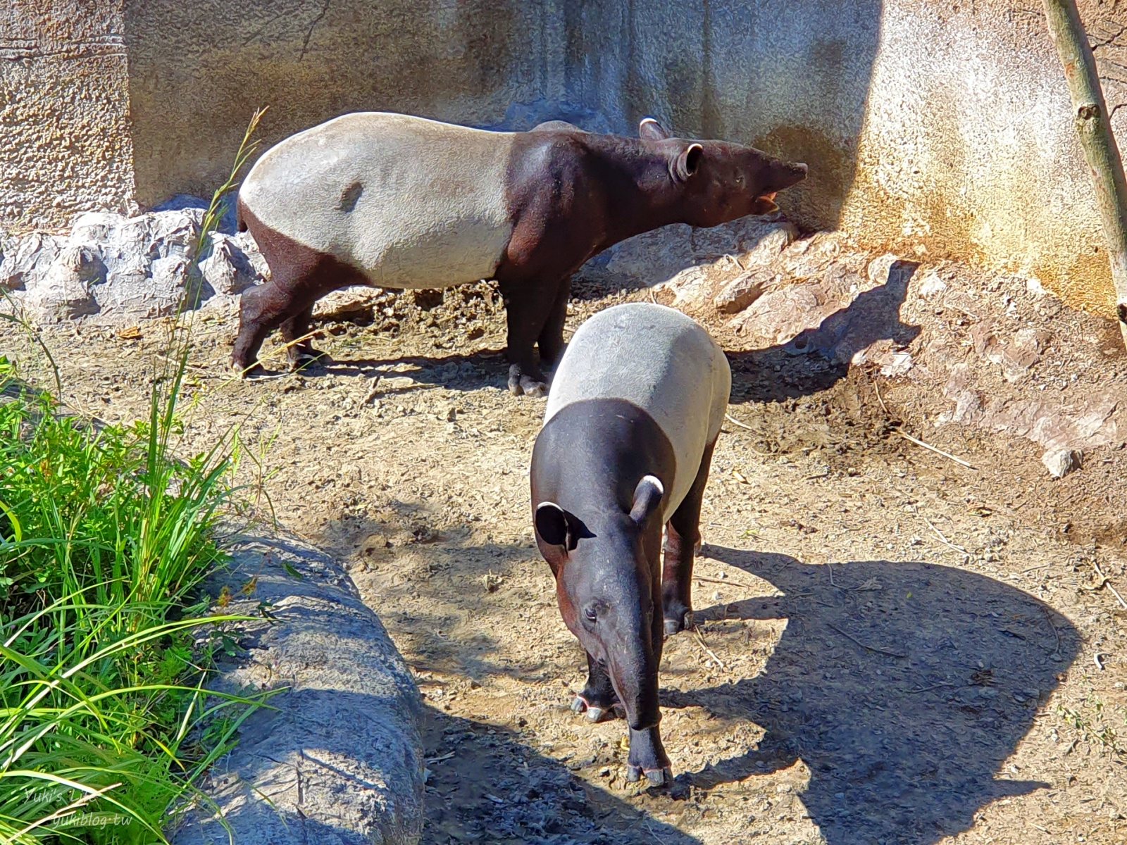 20250606133648_0_517759 木柵動物園┃親子一日遊┃必看展區TOP８！門票交通美食指南