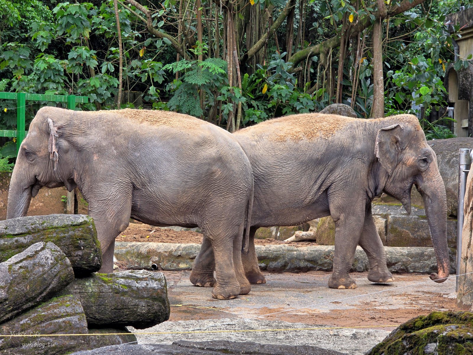 20250606133719_0_a51f74 木柵動物園┃親子一日遊┃必看展區TOP８！門票交通美食指南