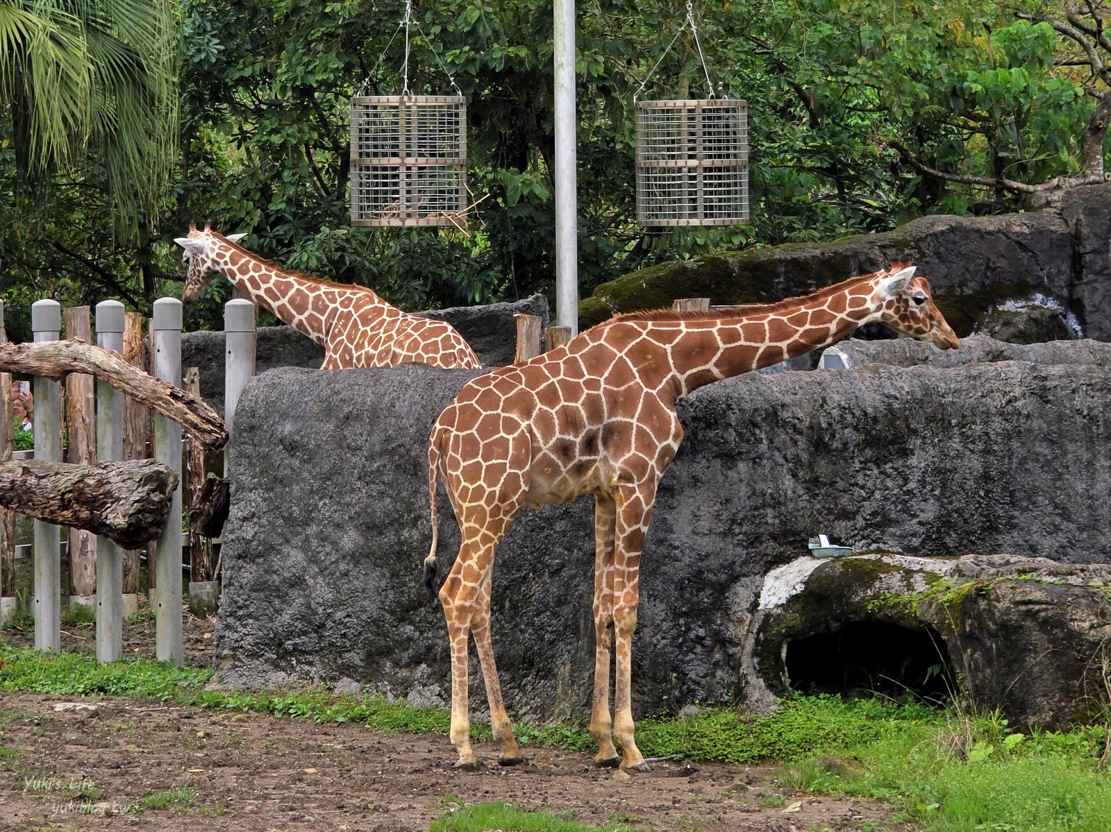 20250606133734_0_8fe88a 木柵動物園┃親子一日遊┃必看展區TOP８！門票交通美食指南