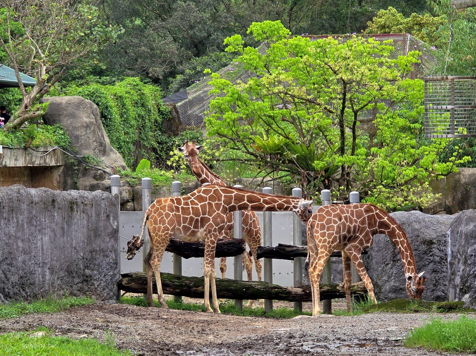 20250606133735_0_e2dede 木柵動物園┃親子一日遊┃必看展區TOP８！門票交通美食指南