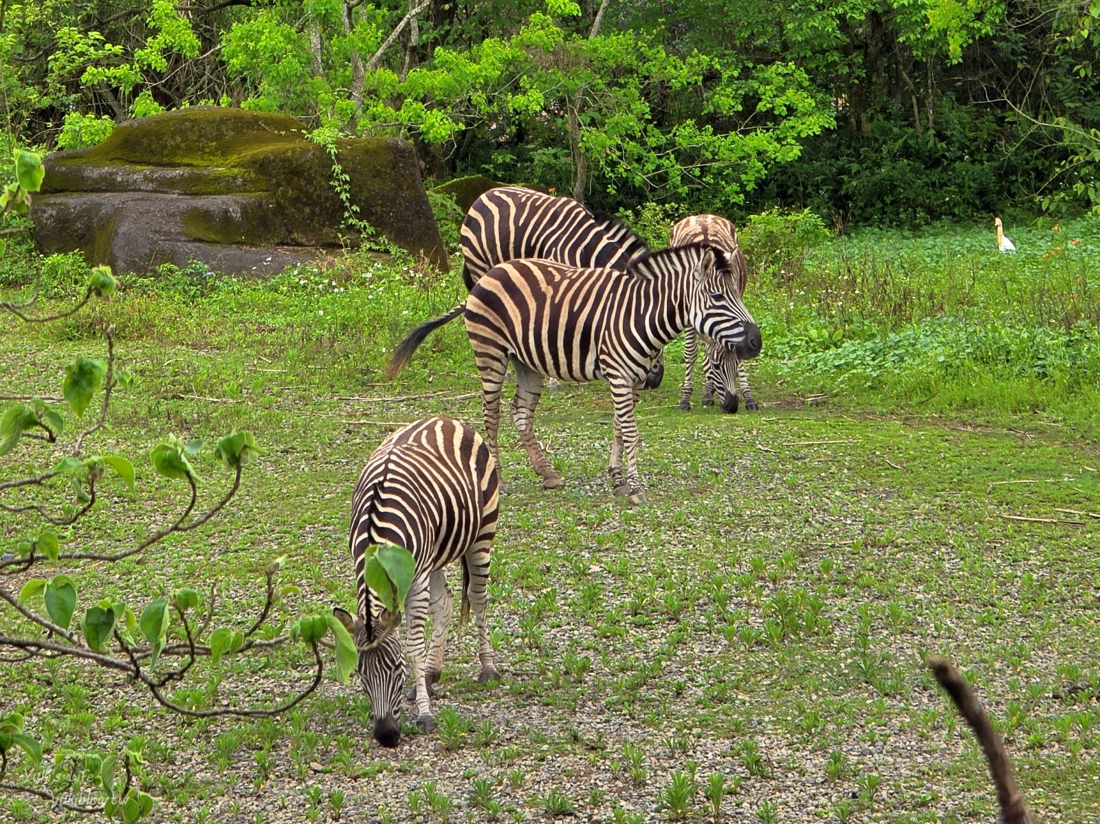 20250606133737_0_71159a 木柵動物園┃親子一日遊┃必看展區TOP８！門票交通美食指南