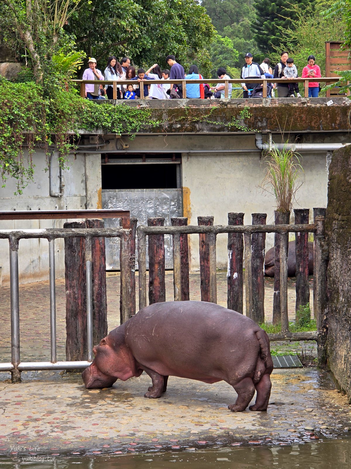 20250606133740_0_fc89e5 木柵動物園┃親子一日遊┃必看展區TOP８！門票交通美食指南