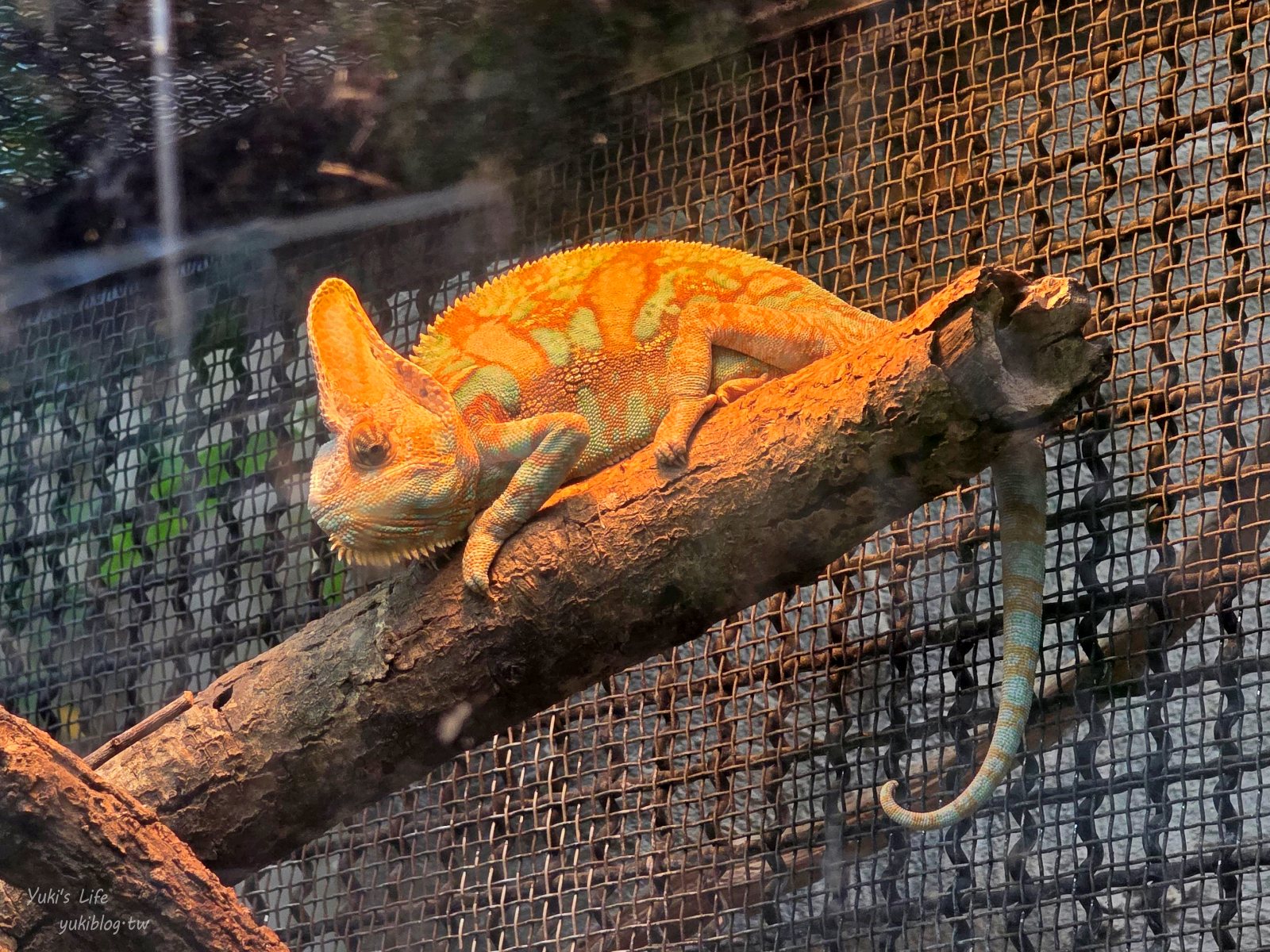 20250606133752_0_2f2527 木柵動物園┃親子一日遊┃必看展區TOP８！門票交通美食指南