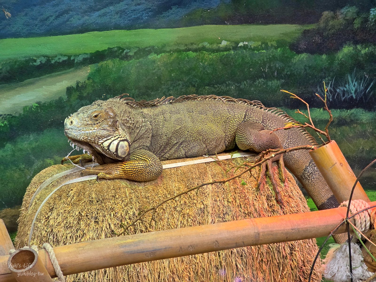 20250606133753_0_6b0657 木柵動物園┃親子一日遊┃必看展區TOP８！門票交通美食指南