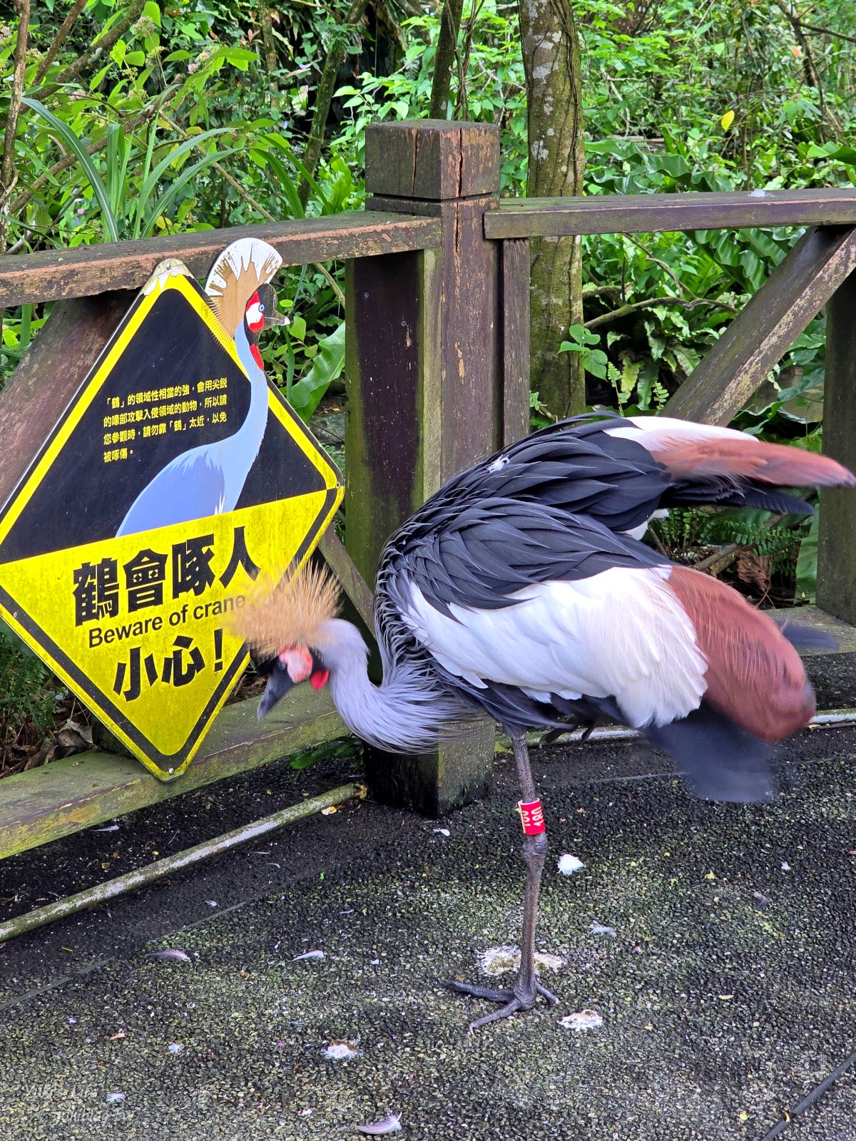 20250606133758_0_5f7ab1 木柵動物園┃親子一日遊┃必看展區TOP８！門票交通美食指南