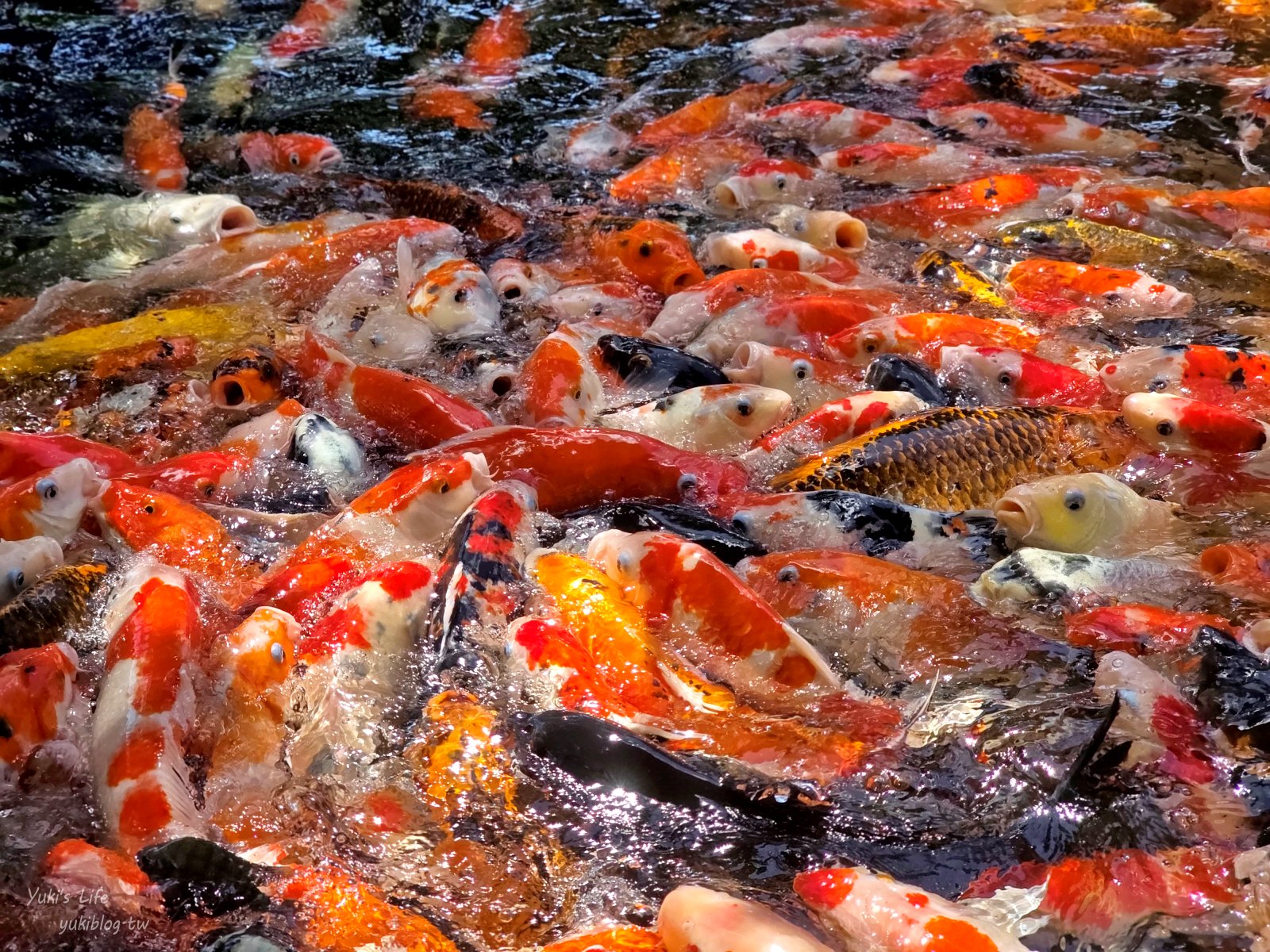 20251009153104_0_0004aa 泰國芭達雅最chill秘境!Pa Boon Cafe 夢幻水上屋:零距離餵魚、超萌小動物、恐龍出沒