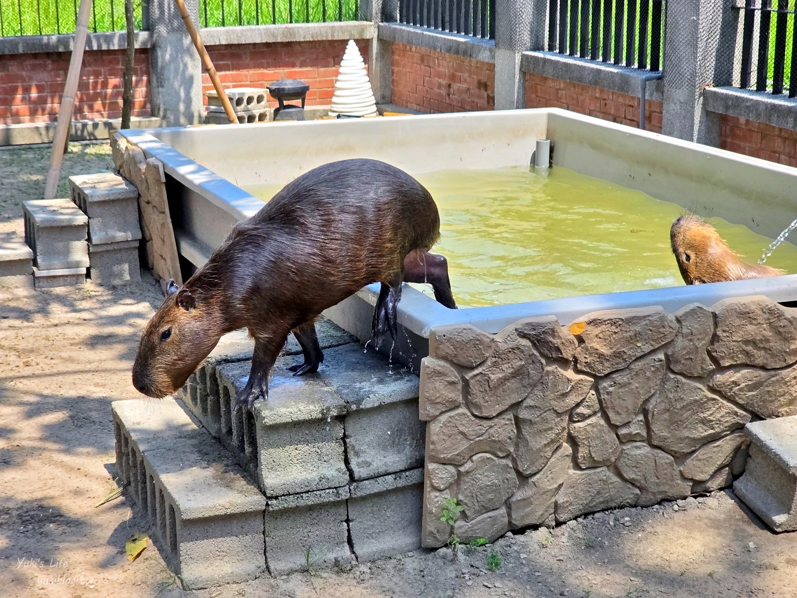 20251016221509_0_93795e 【台南安平約會/親子必玩】安平出張所:免費逛日式老宅,超萌水豚君互動!DIY生日鹽御守禮物