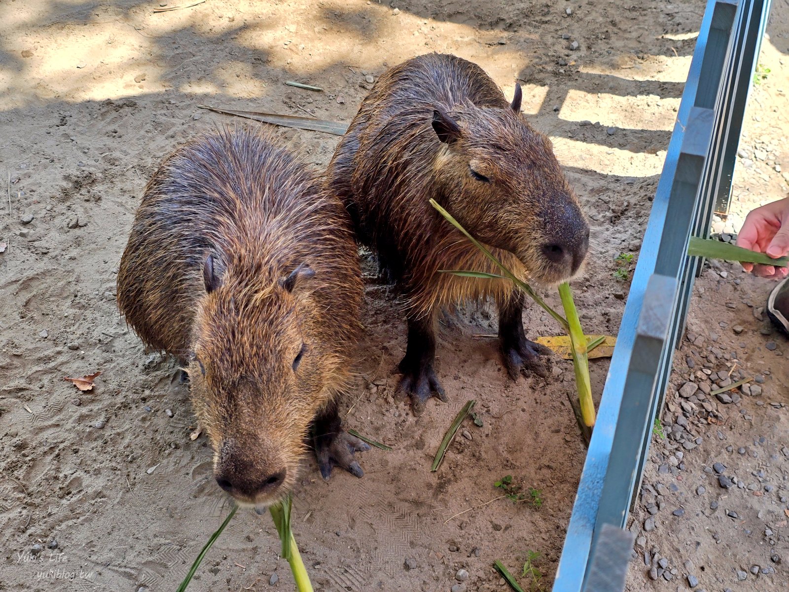 20251016221510_0_7f93ee 【台南安平約會/親子必玩】安平出張所:免費逛日式老宅,超萌水豚君互動!DIY生日鹽御守禮物