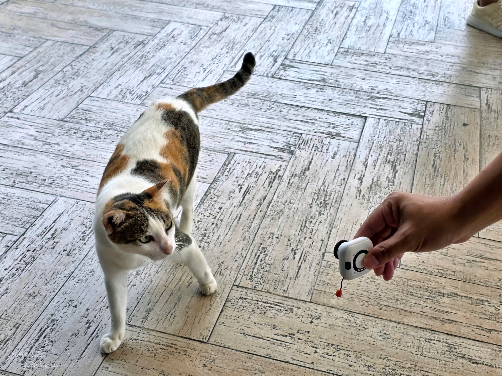 20251209172415_0_98f7d3 就是它！Insta360 GO Ultra：免持解放雙手必備神器！4K高畫質迷你vlog相機開箱（實測影片/照片分享）