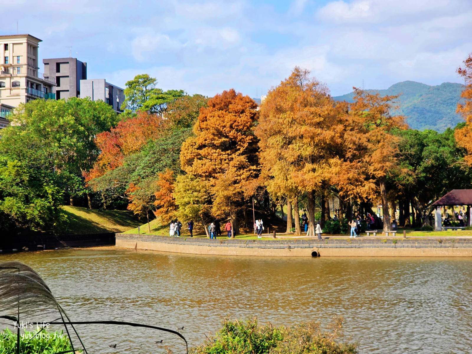 20260114095711_0_5d1e72 【台北內湖】大湖公園 落羽松景點，捷運到站秒賞美景，免門票野餐放電超Chill！