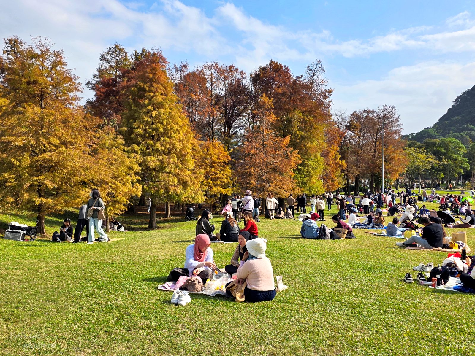 20260131161603_0_1d4985 【內湖一日遊】紫色吊橋吃豆花草莓pizza、隱藏咖啡廳賞101，免門票落羽松景點野餐超chill！情侶約會、親子放電！