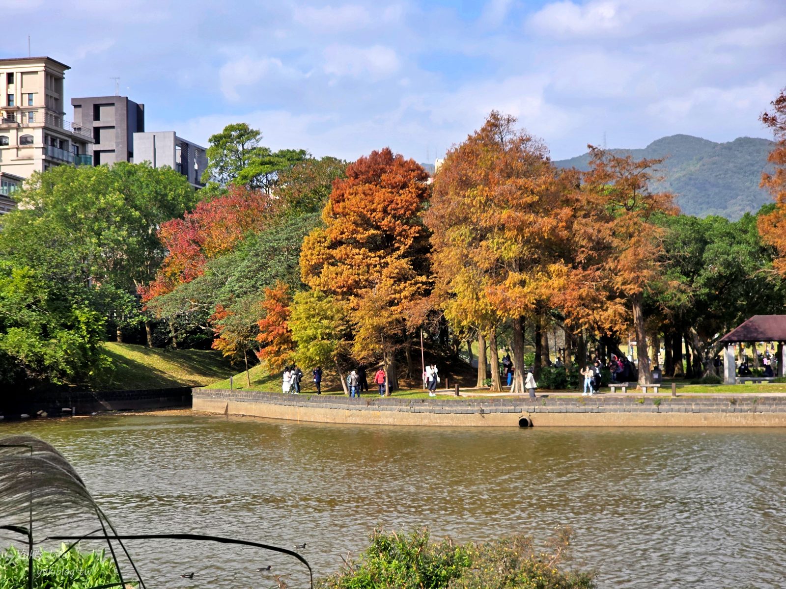20260131161613_0_7d73bb 【內湖一日遊】紫色吊橋吃豆花草莓pizza、隱藏咖啡廳賞101，免門票落羽松景點野餐超chill！情侶約會、親子放電！