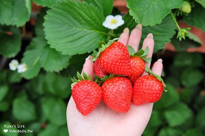 20260131163536_0_4806b0 【內湖一日遊】紫色吊橋吃豆花草莓pizza、隱藏咖啡廳賞101，免門票落羽松景點野餐超chill！情侶約會、親子放電！