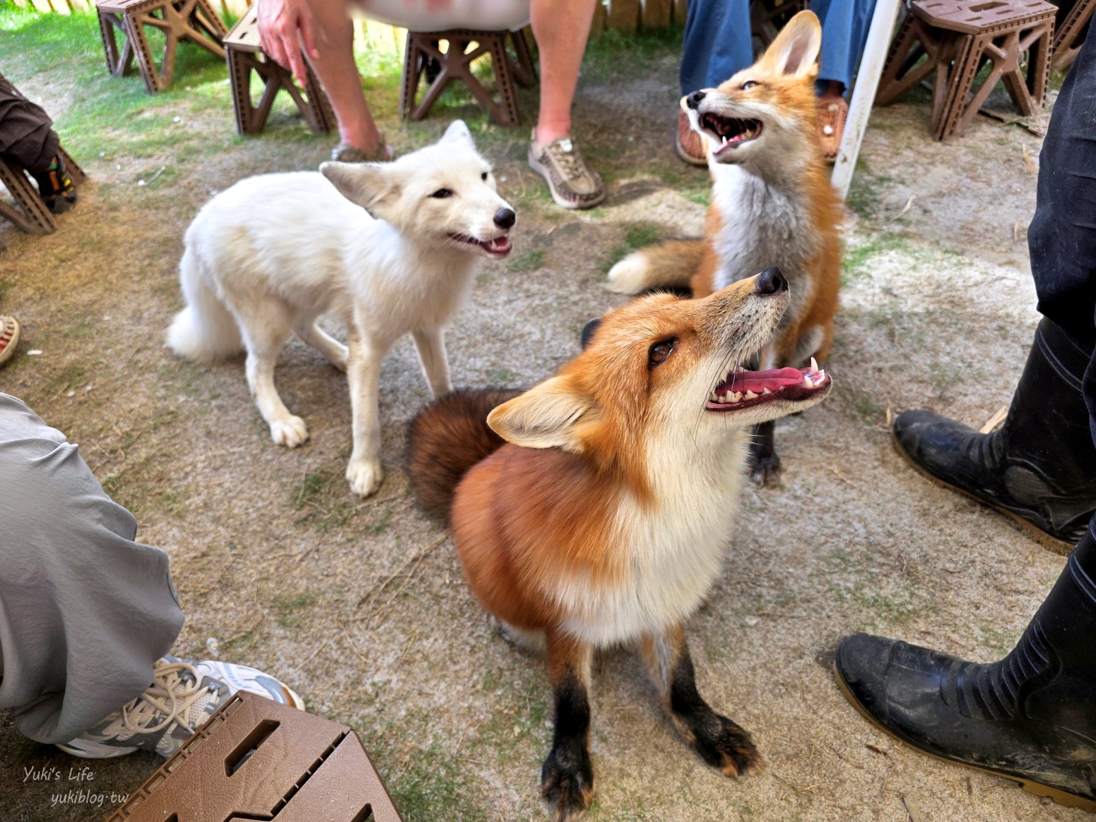 20260605163011_0_484683 高雄內門新景點！野森動物學校：全台唯一紅白狐狸谷體驗，一票玩到底！