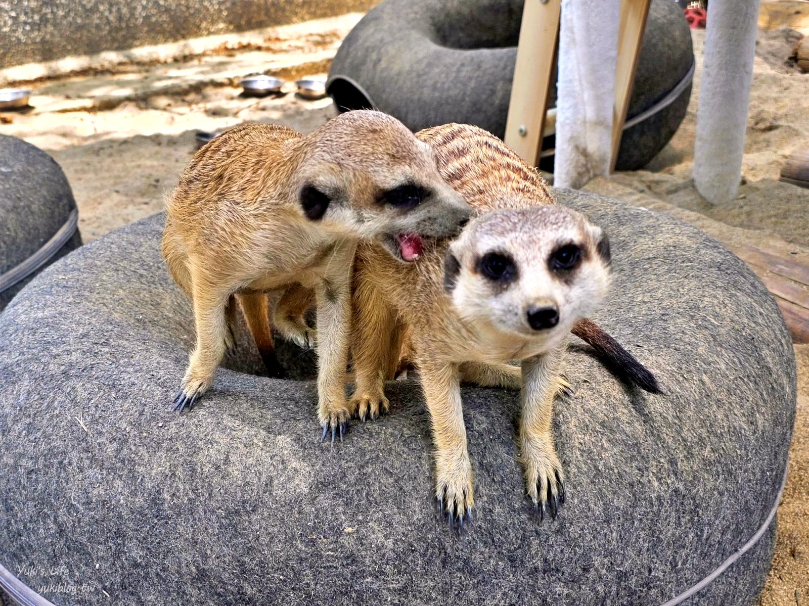 20260605163011_0_f3ba2f 高雄內門新景點！野森動物學校：全台唯一紅白狐狸谷體驗，一票玩到底！