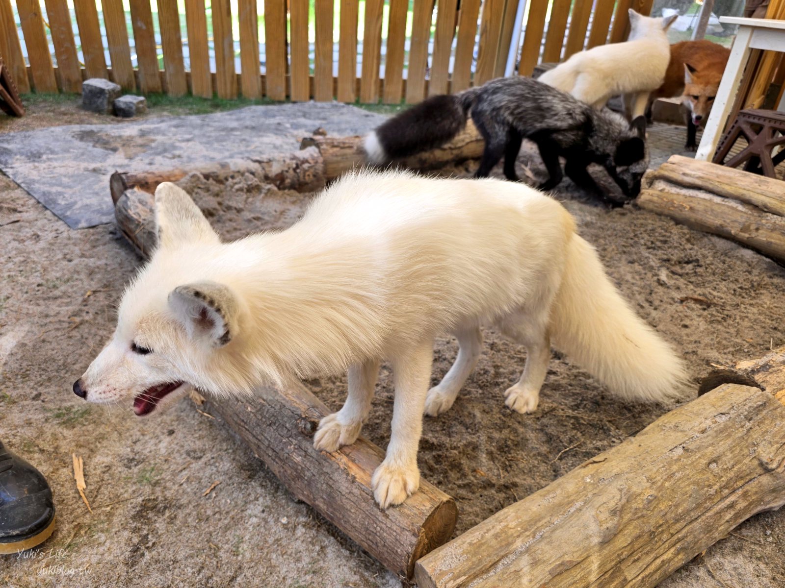 20260605164826_0_006fdd 高雄內門新景點！野森動物學校：全台唯一紅白狐狸谷體驗，一票玩到底！