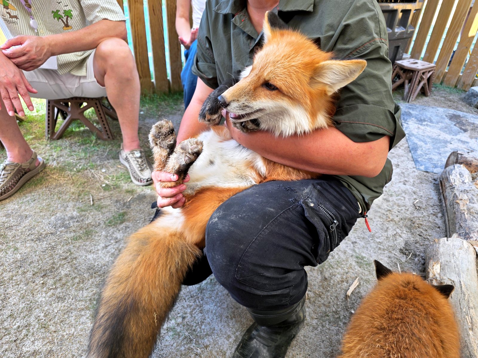 20260605164826_0_0fc60c 高雄內門新景點！野森動物學校：全台唯一紅白狐狸谷體驗，一票玩到底！