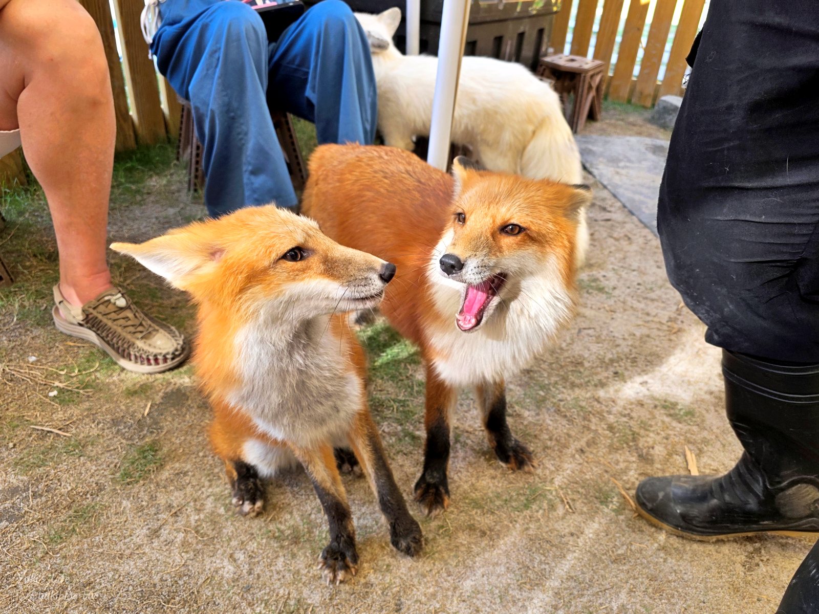 20260605164833_0_033fe3 高雄內門新景點！野森動物學校：全台唯一紅白狐狸谷體驗，一票玩到底！
