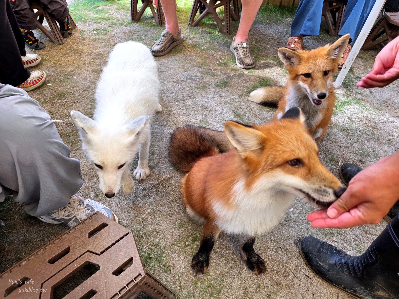 20260605164833_0_4b06a2 高雄內門新景點！野森動物學校：全台唯一紅白狐狸谷體驗，一票玩到底！