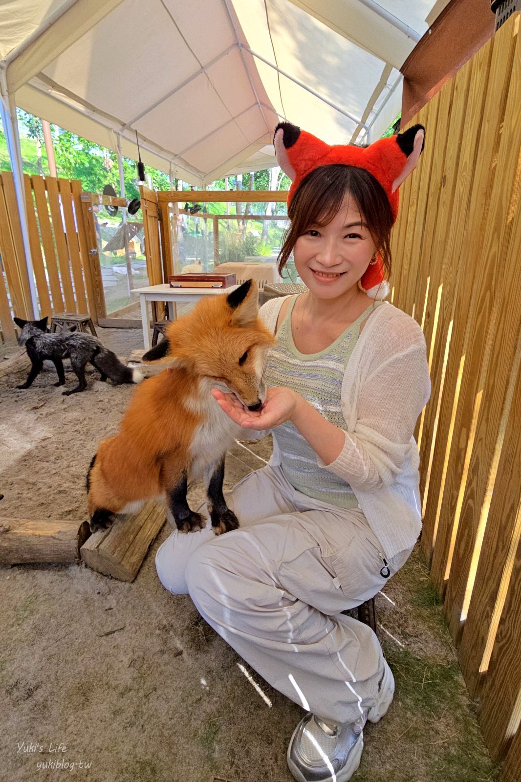 20260605164841_0_250504 高雄內門新景點！野森動物學校：全台唯一紅白狐狸谷體驗，一票玩到底！