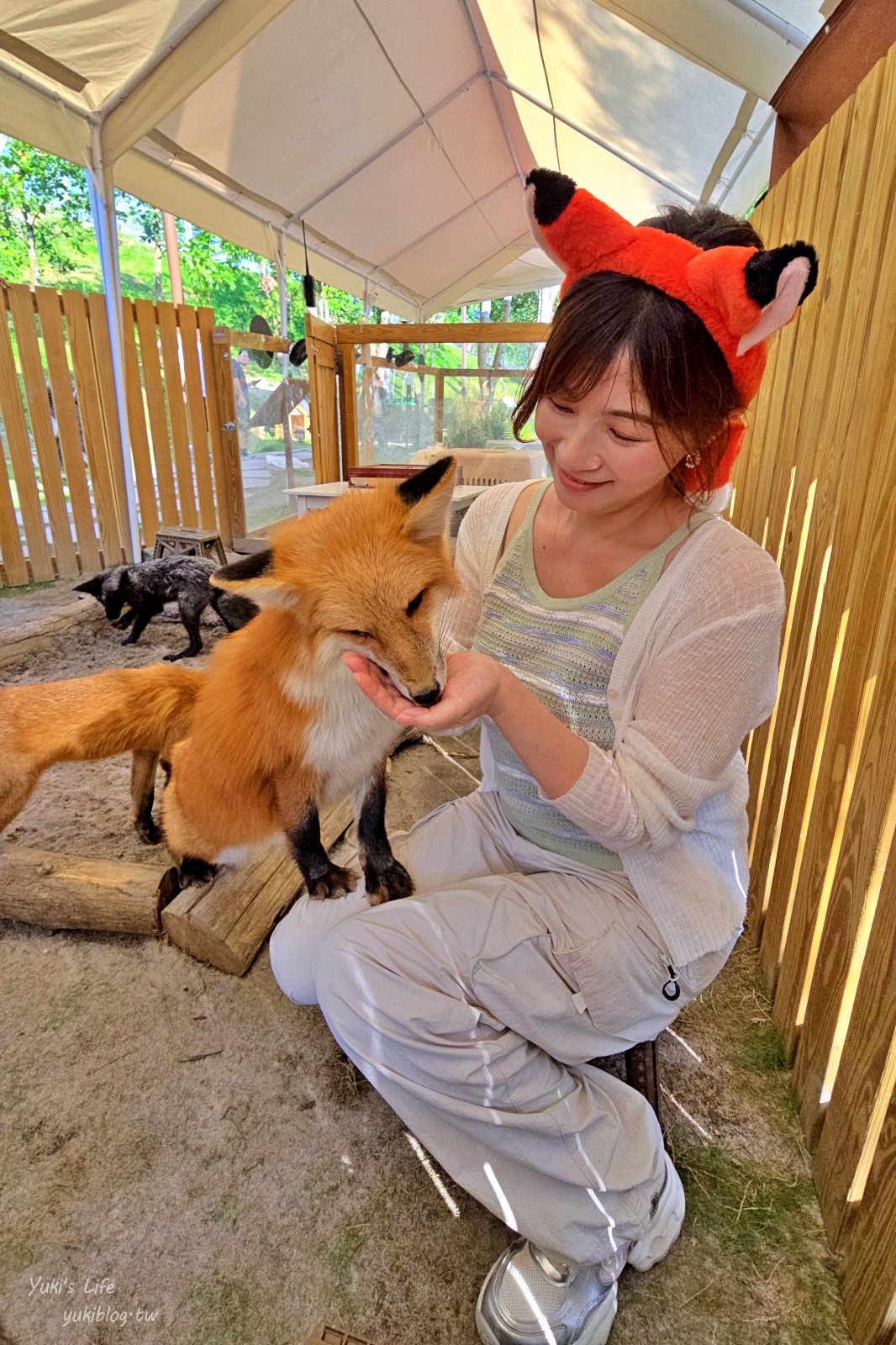 20260605164849_0_f252d8 高雄內門新景點！野森動物學校：全台唯一紅白狐狸谷體驗，一票玩到底！