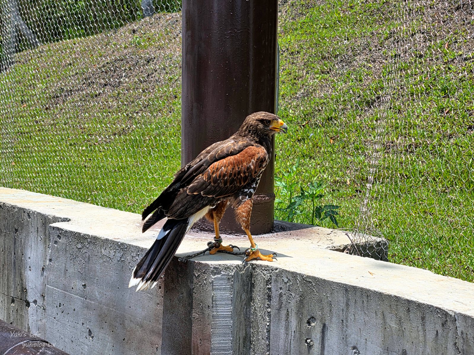 20260605165248_0_1e904d 高雄內門新景點！野森動物學校：全台唯一紅白狐狸谷體驗，一票玩到底！