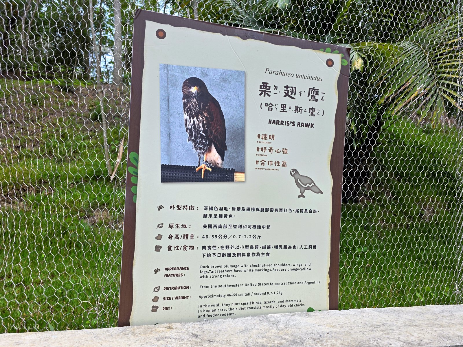 20260605165258_0_34a7a4 高雄內門新景點！野森動物學校：全台唯一紅白狐狸谷體驗，一票玩到底！