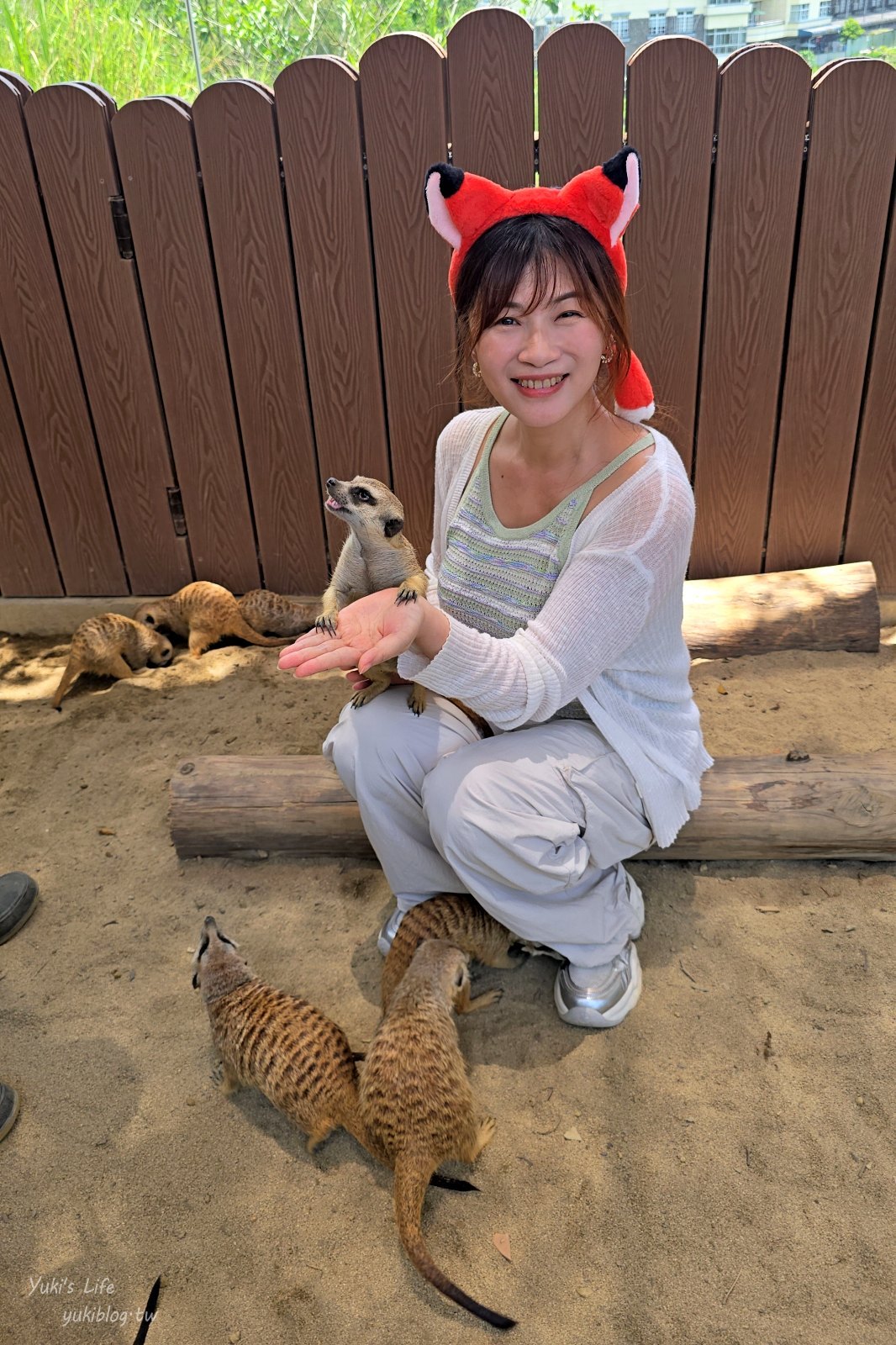 20260605170931_0_9d95b7 高雄內門新景點！野森動物學校：全台唯一紅白狐狸谷體驗，一票玩到底！