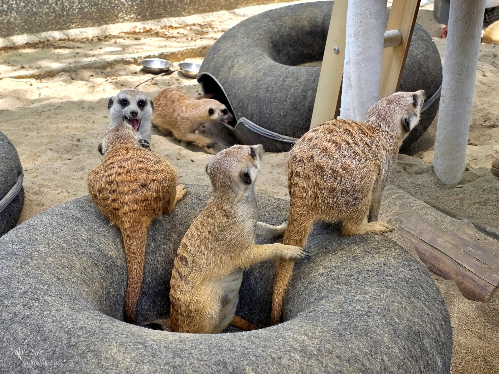 20260605170948_0_92404d 高雄內門新景點！野森動物學校：全台唯一紅白狐狸谷體驗，一票玩到底！