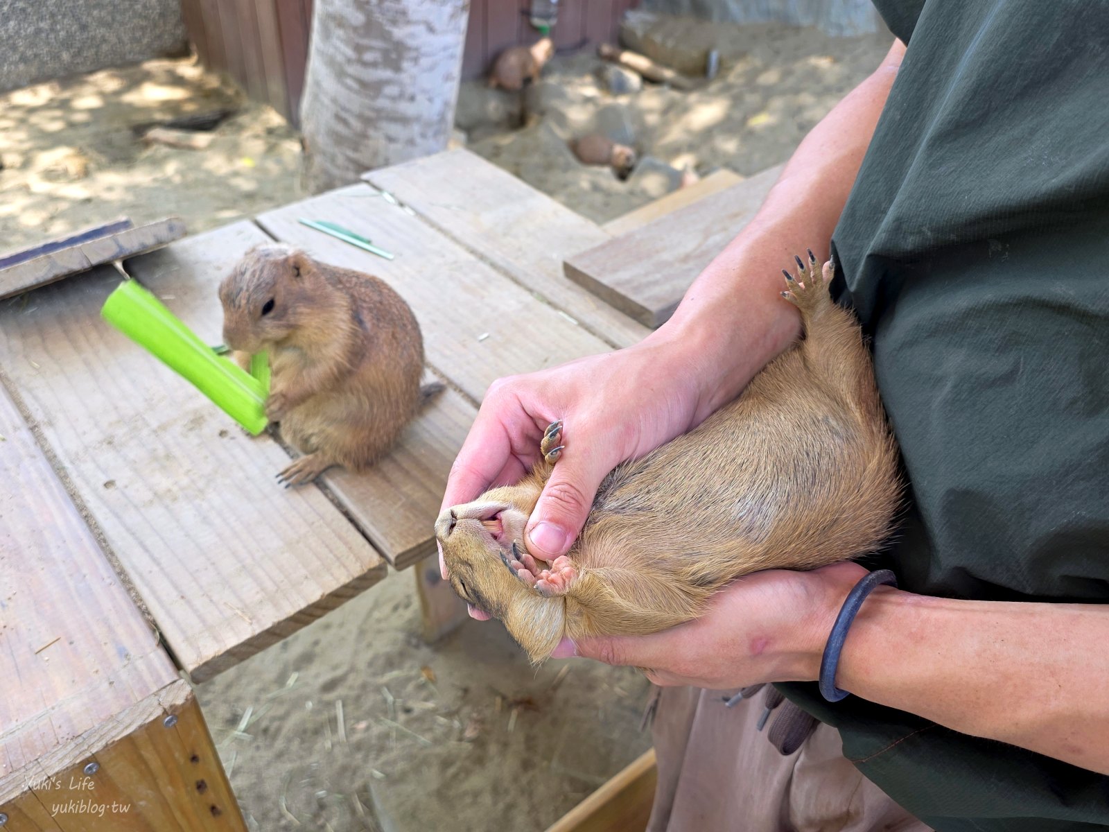 20260605171223_0_0b39e2 高雄內門新景點！野森動物學校：全台唯一紅白狐狸谷體驗，一票玩到底！