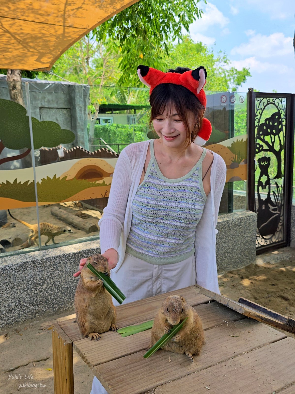 20260605171242_0_a005cd 高雄內門新景點！野森動物學校：全台唯一紅白狐狸谷體驗，一票玩到底！