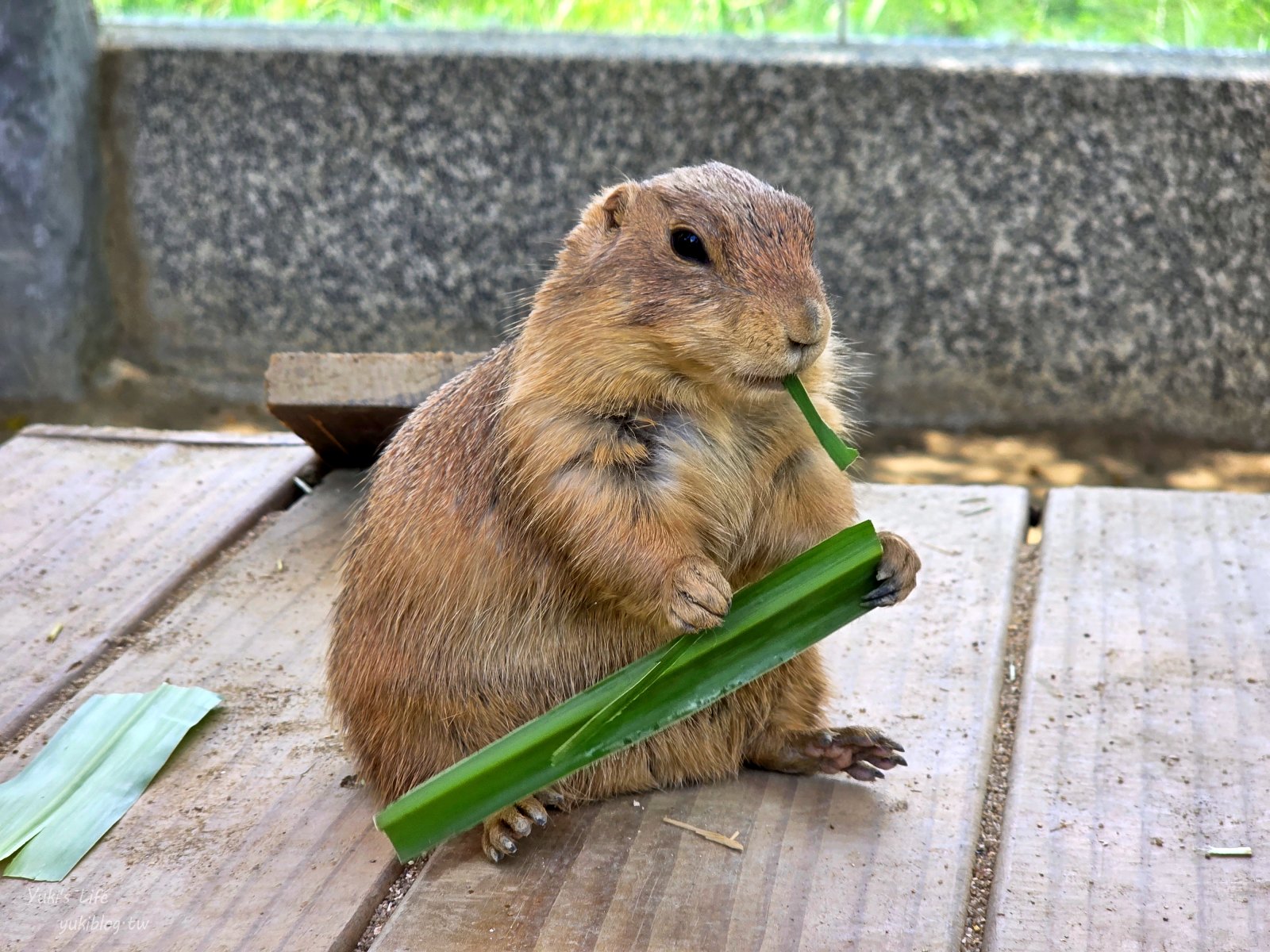 20260605171313_0_0fb0c2 高雄內門新景點！野森動物學校：全台唯一紅白狐狸谷體驗，一票玩到底！
