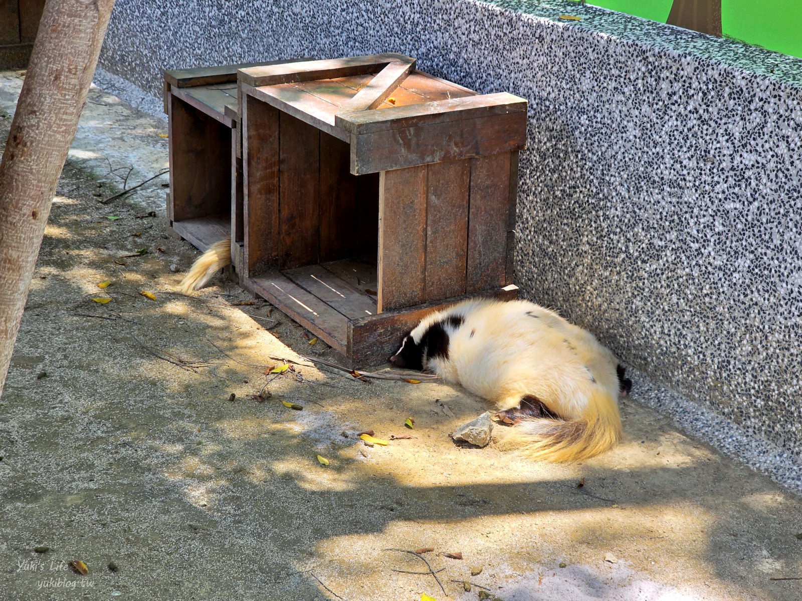 20260605171421_0_037ac1 高雄內門新景點！野森動物學校：全台唯一紅白狐狸谷體驗，一票玩到底！