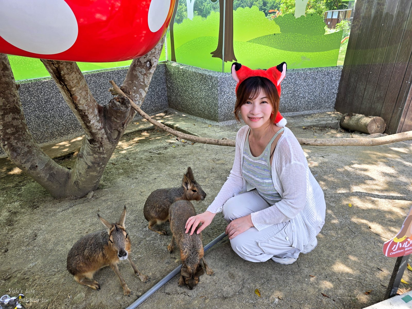 20260605171421_0_54402f 高雄內門新景點！野森動物學校：全台唯一紅白狐狸谷體驗，一票玩到底！